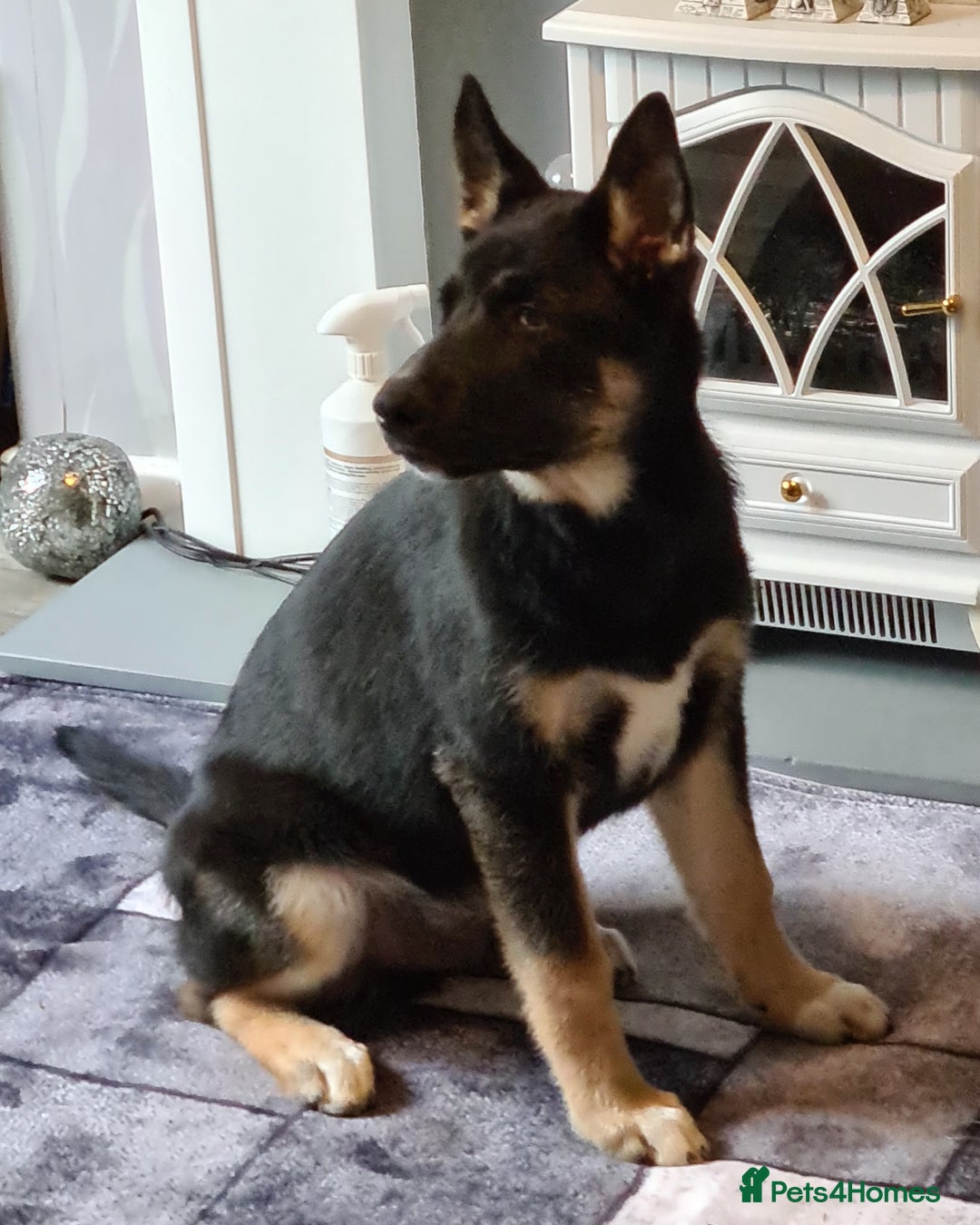 Mixed Breed dogs for sale: Shepsky/huskita puppy boy 4 months old - Image 2