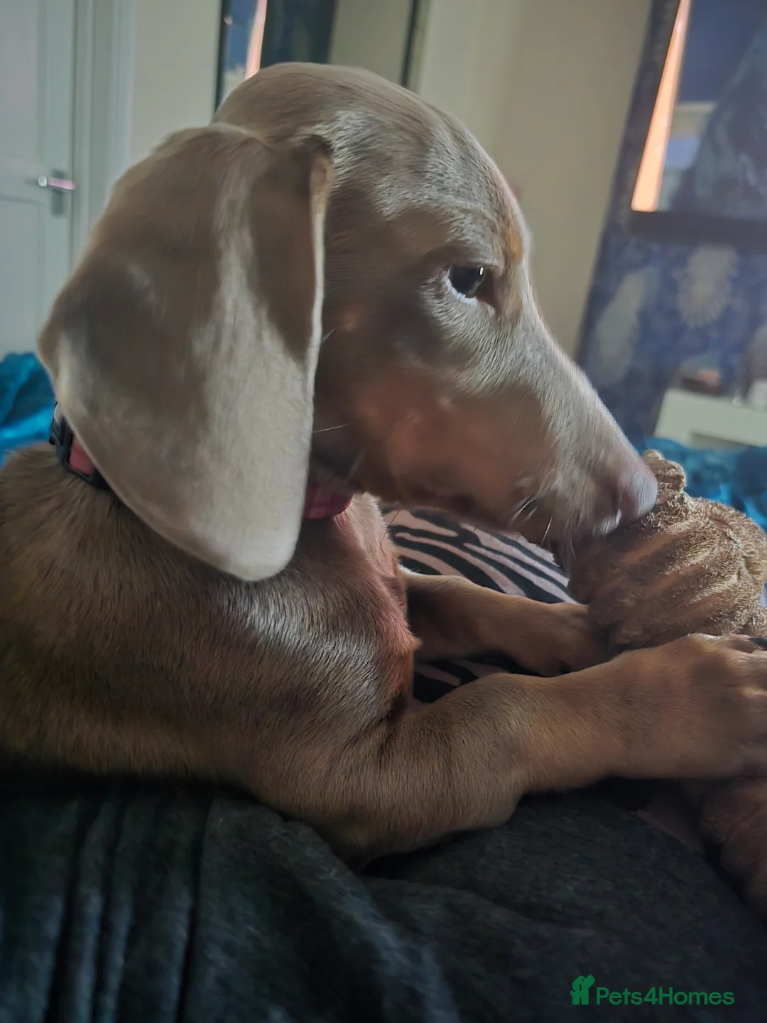 Miniature Dachshund dogs for sale: Mini female dashound  in Bridgnorth - Advert 1