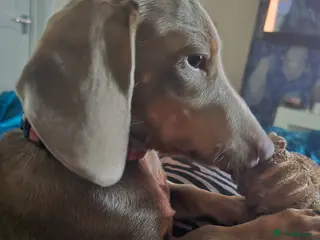 Miniature Dachshund dogs Mini female dashound in Bridgnorth - Advert 3