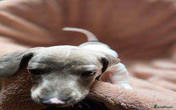 Dachshund dogs for sale: KC Registered Shorthaired dachshunds  - Image 18