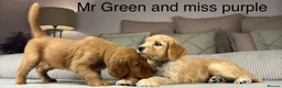 Goldendoodle dogs for sale: Healthy Gorgeous sweet natured puppies  - Advert 20