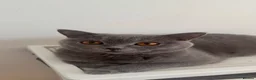 British Shorthair cats for sale: Three British Shorthair kittens - Advert 1