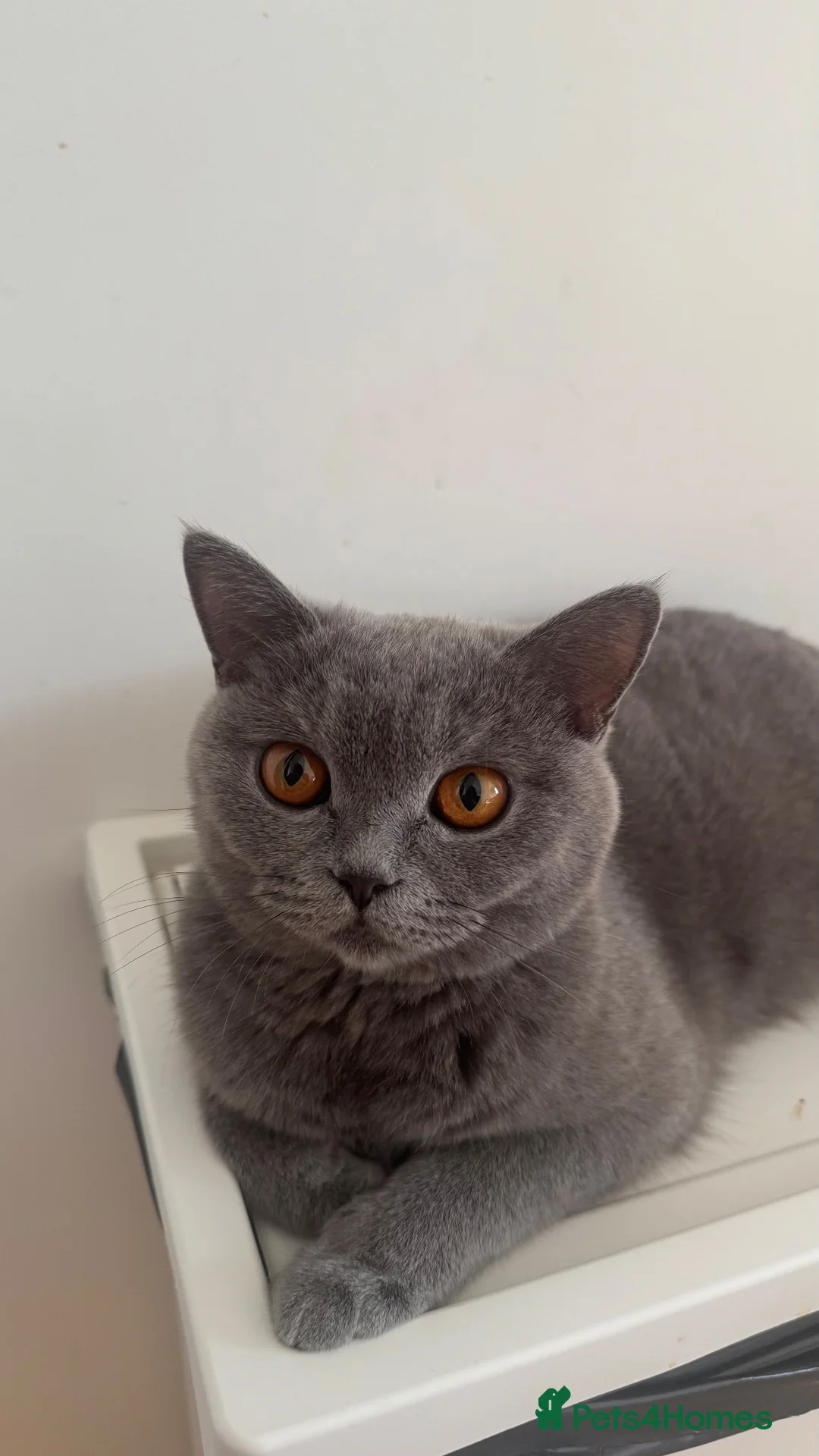 British Shorthair cats for sale: Three British Shorthair kittens - Advert 1