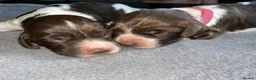English Springer Spaniel dogs for stud: COI 5.9% English Springer Spaniel STUD  - Advert 15