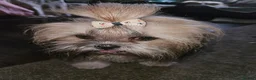 Lhasa Apso dogs for sale: Gorgeous boys available  - Advert 8