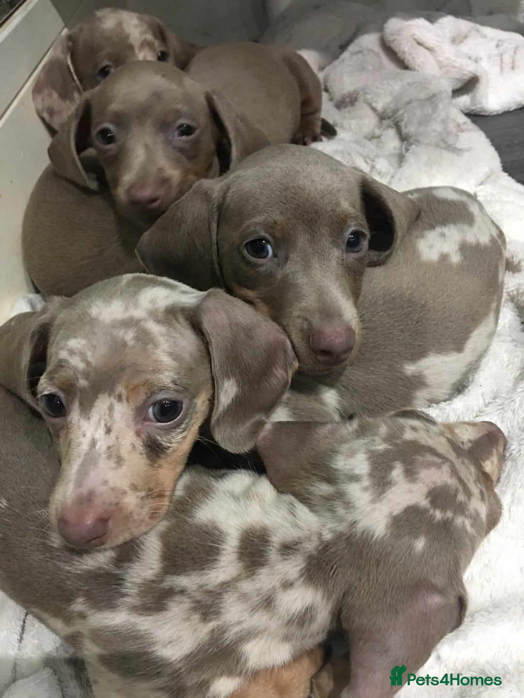 Miniature Dachshund dogs for sale: TRUE MINIATURE DASCHUND BABIES only 5 - Image 39