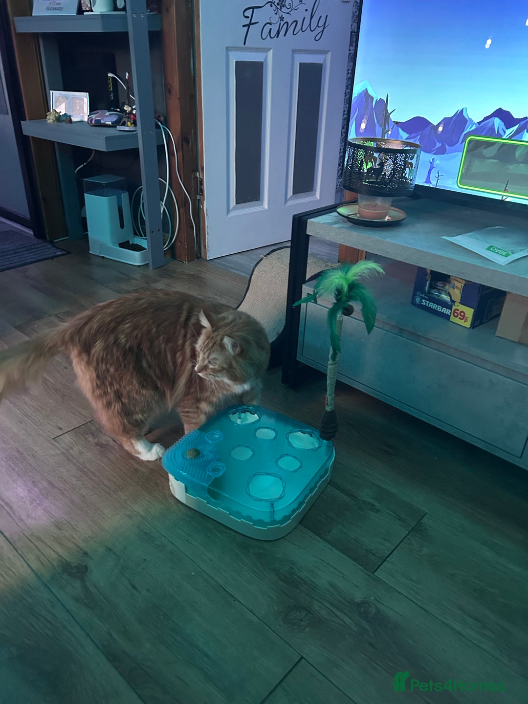 Mixed Breed cats for sale: Beautiful boy looking for a loving forever home - Advert 5