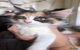 Mixed Breed cats for sale: Beautiful mixed breed kittens ragdoll x sphinx elf - Image 11