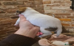 Jack Russell dogs for sale: Lovely Jack russell puppies. - Image 19