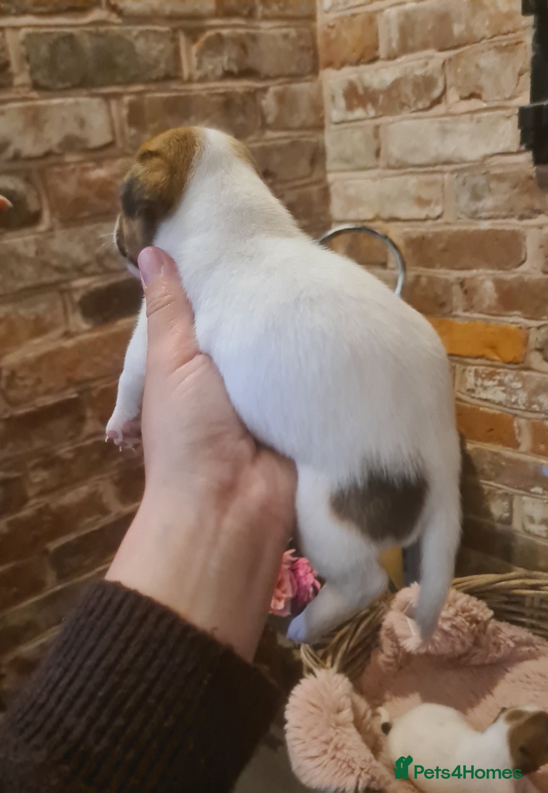 Jack Russell dogs for sale: Lovely Jack russell puppies. - Image 19