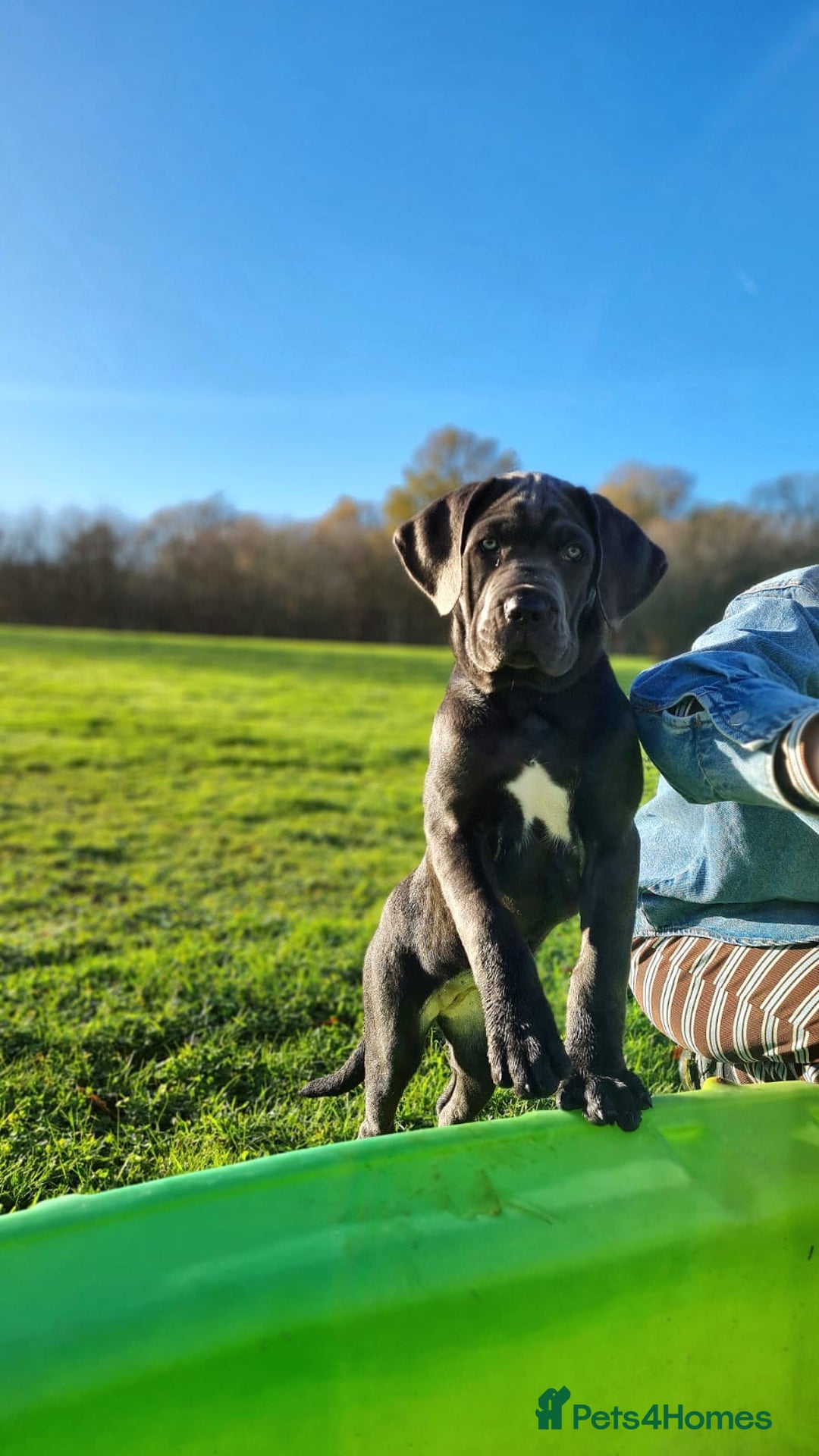 Cane Corso dogs for sale: Female Blue Cane Corso (Remi) - Advert 3