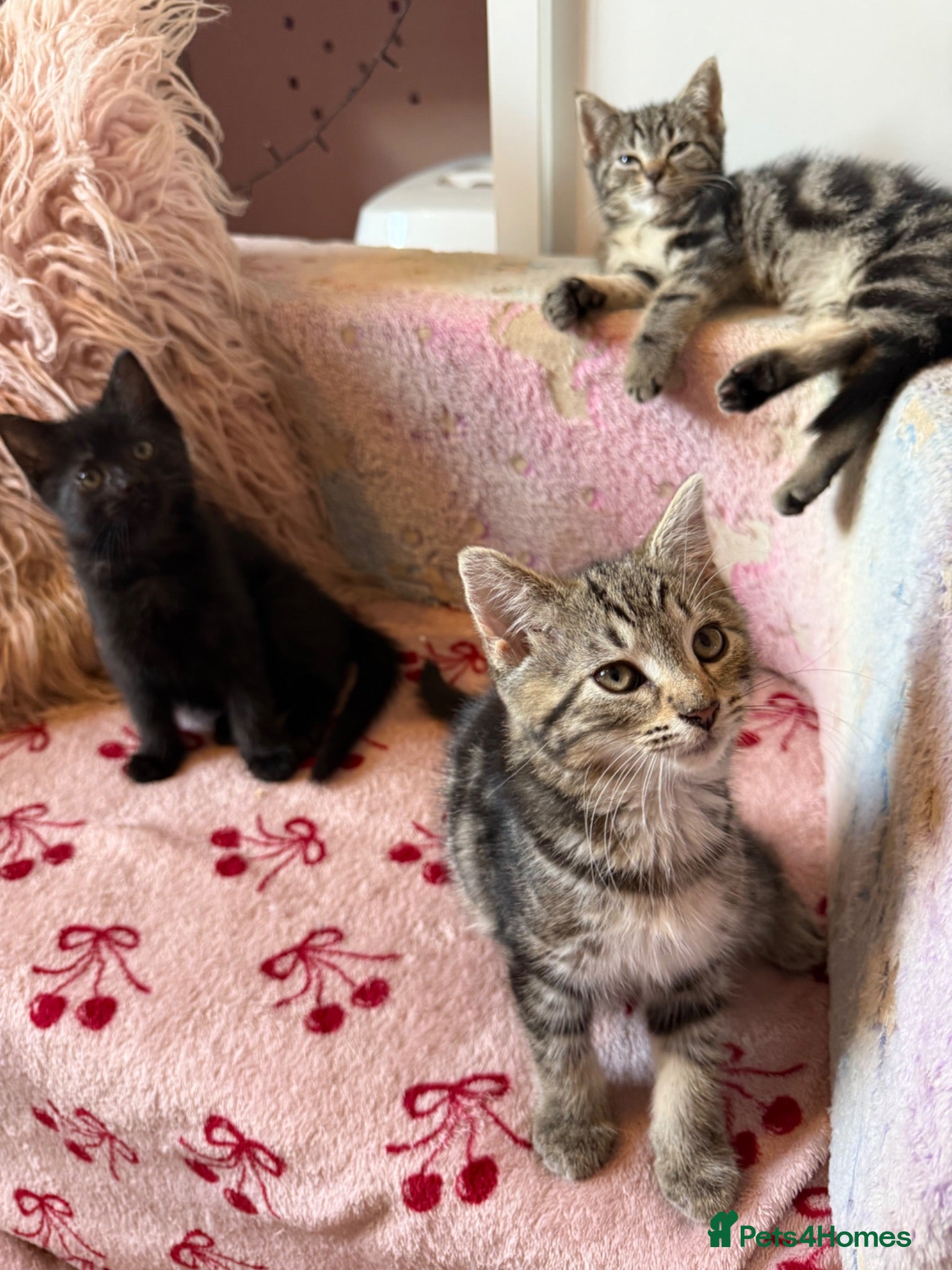 Domestic Shorthair cats 6 gorgeous tabby kittens  - Advert 8
