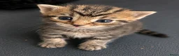 Bengal cats for sale:  Beautiful Cross Bengal Kittens 🐾 - Advert 3