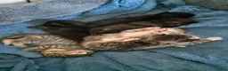 Scottish Fold cats for sale: ❤️ 6 Beautiful Scottish Fold/straight kittens ❤️ - Advert 2