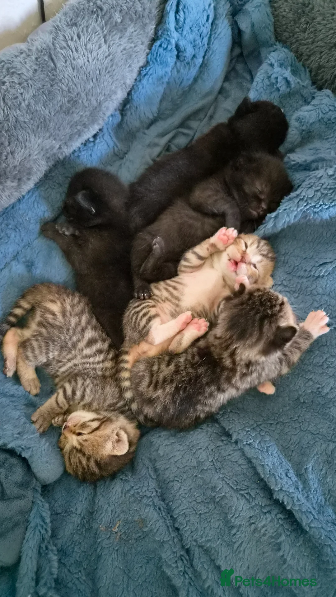 Scottish Fold cats for sale: ❤️ 6 Beautiful Scottish Fold/straight kittens ❤️ - Advert 2