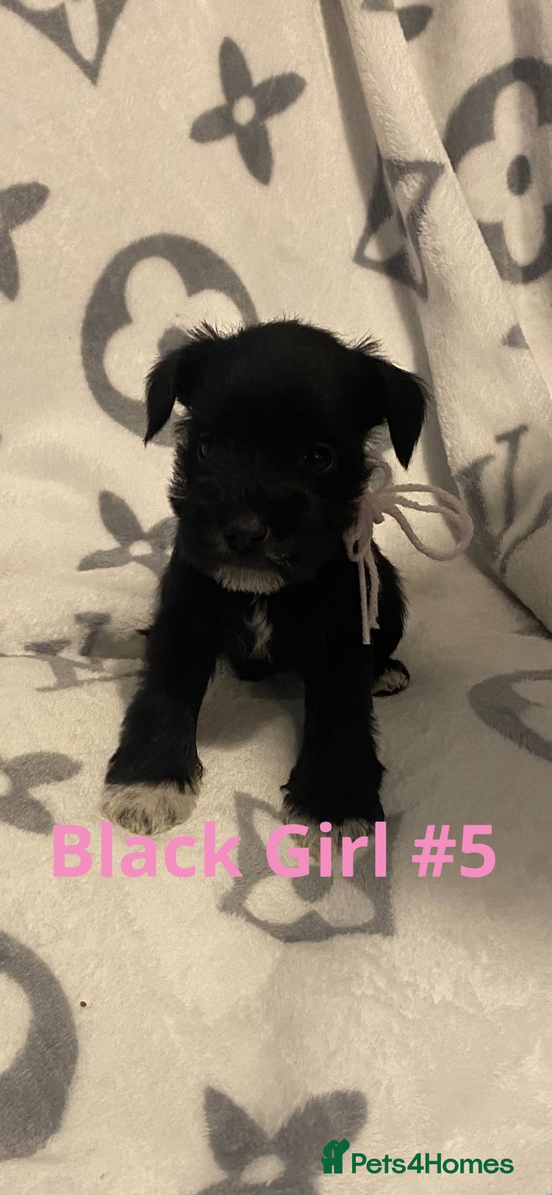 Miniature Schnauzer dogs for sale: ✨ Eight Stunning Puppies Now Available! ✨ - Advert 11