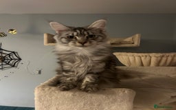 Maine Coon cats for sale: Active Maine Coon Breeding Queen - Image 1
