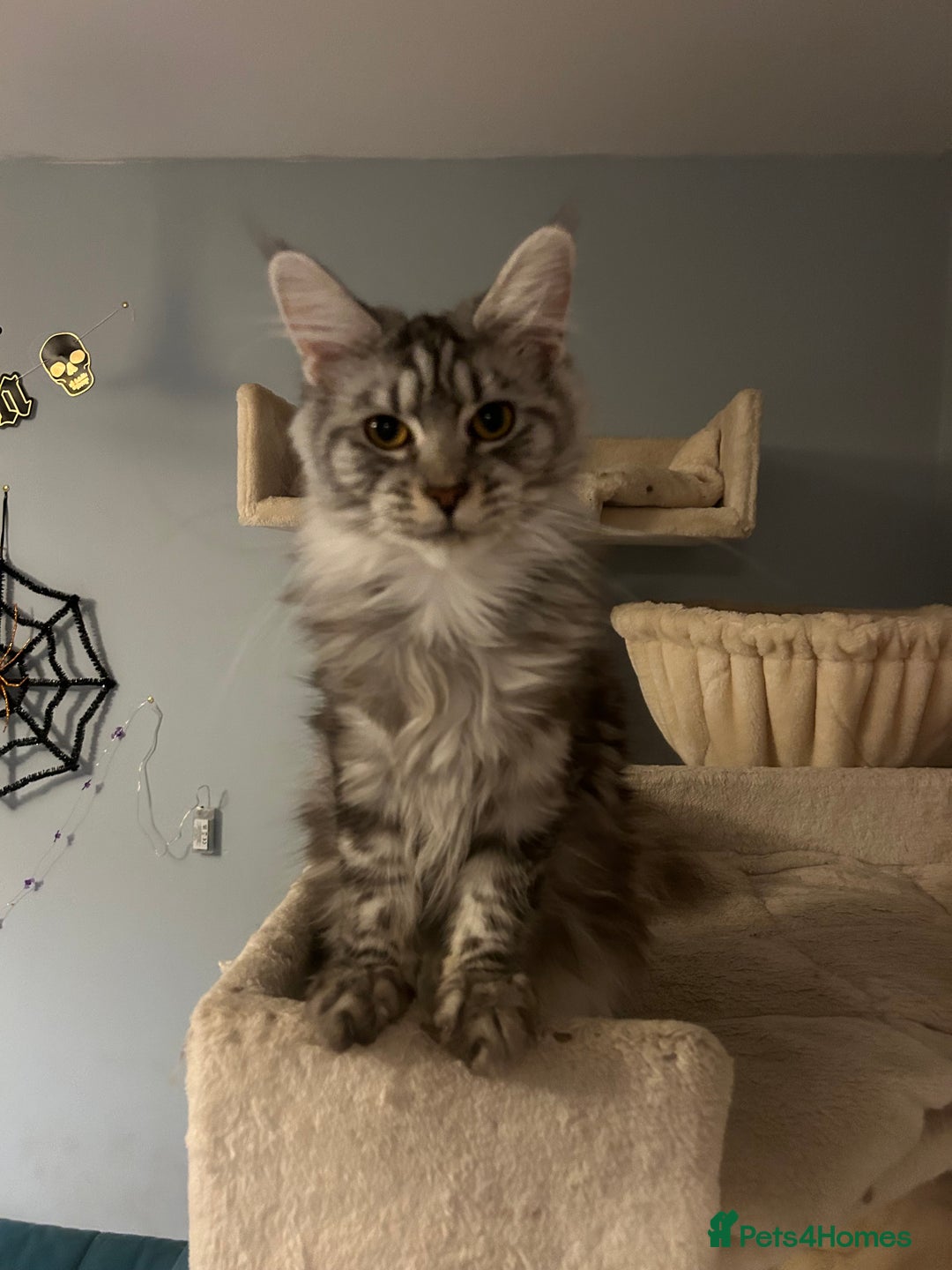 Maine Coon cats for sale: Active Maine Coon Breeding Queen - Image 1