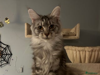 Maine Coon cats - Advert 6