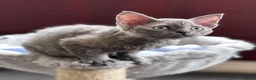 Devon Rex cats for sale: Fantastic Pedigree Devon Rex - Advert 5
