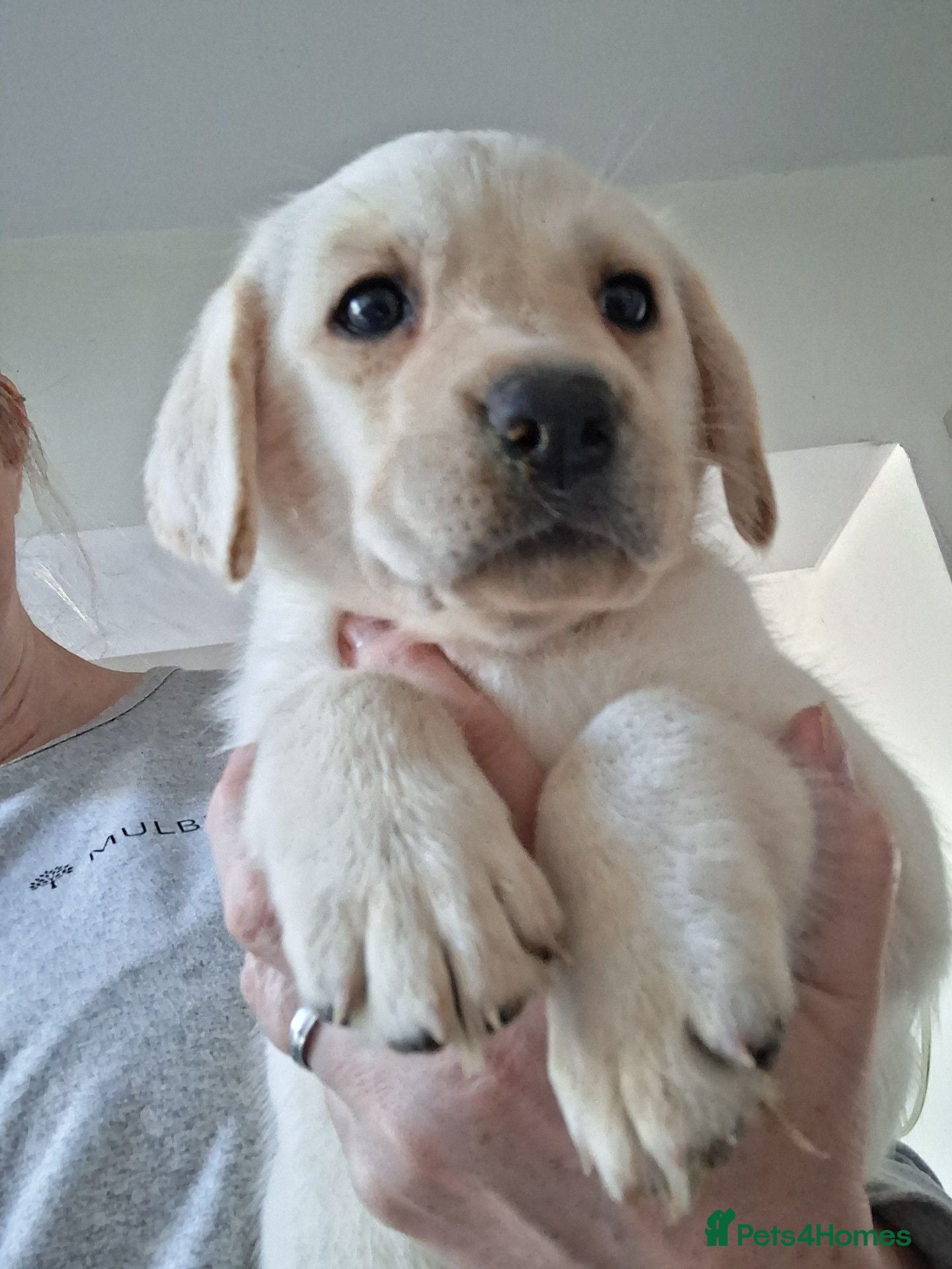 Labrador Retriever dogs CHUNKY CREAM LAB PUPPIES - Advert 1