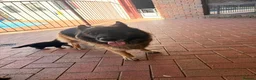 German Shepherd dogs for sale: Working Line German Shepherd Puppies - Advert 4
