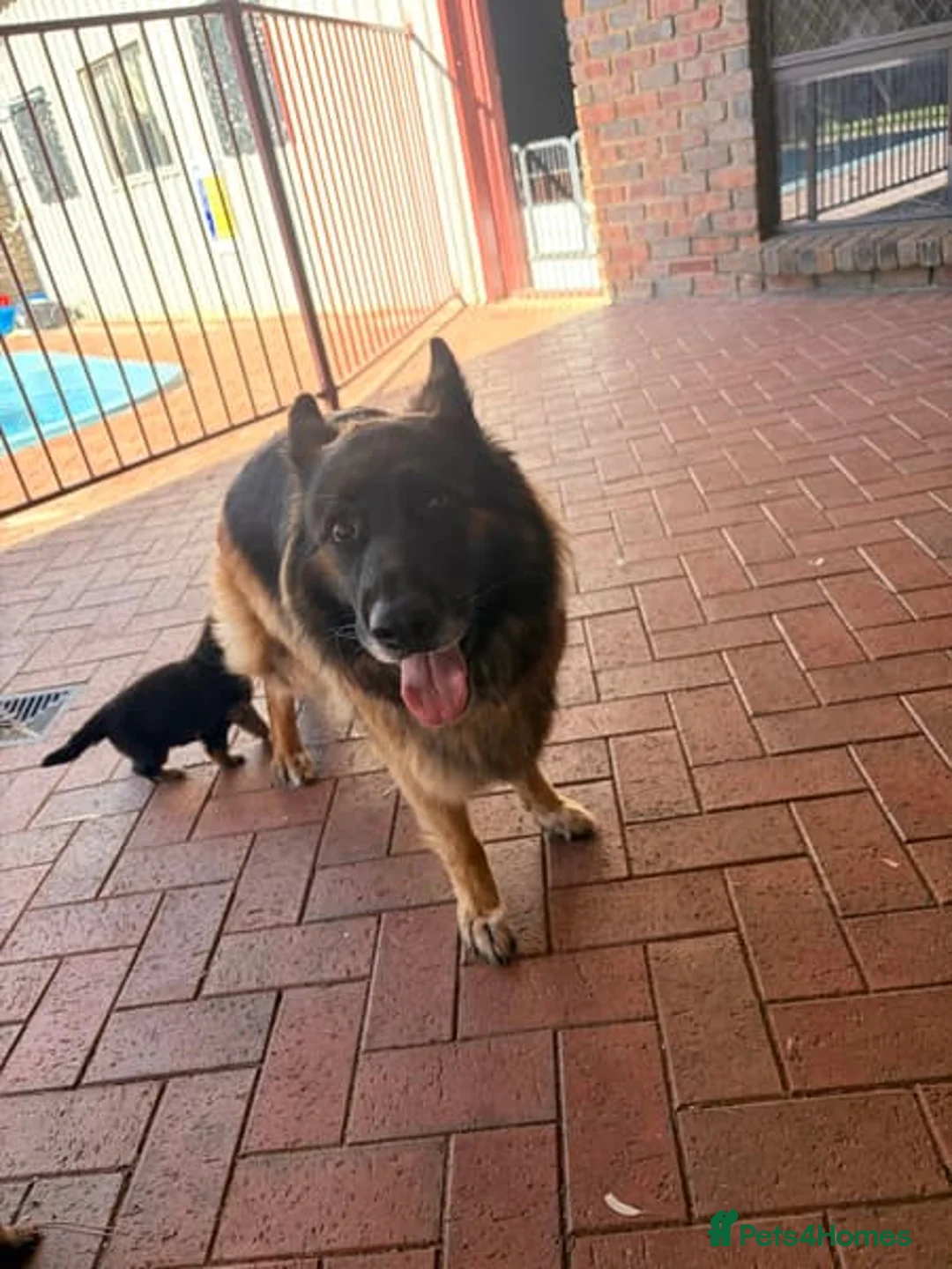 German Shepherd dogs for sale: Working Line German Shepherd Puppies - Advert 4