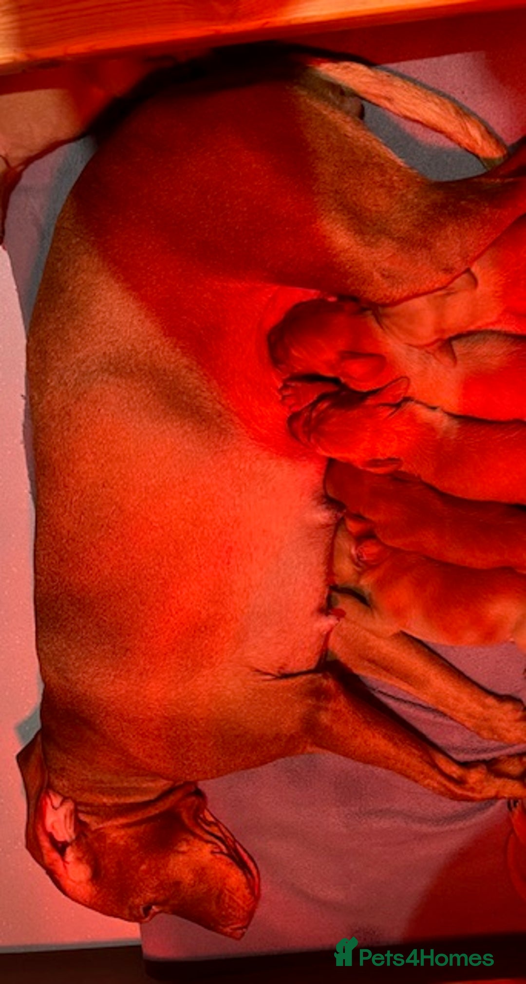 Hungarian Vizsla dogs for sale: Wonderful puppies from mum with 0/0 hip score.  - Image 2