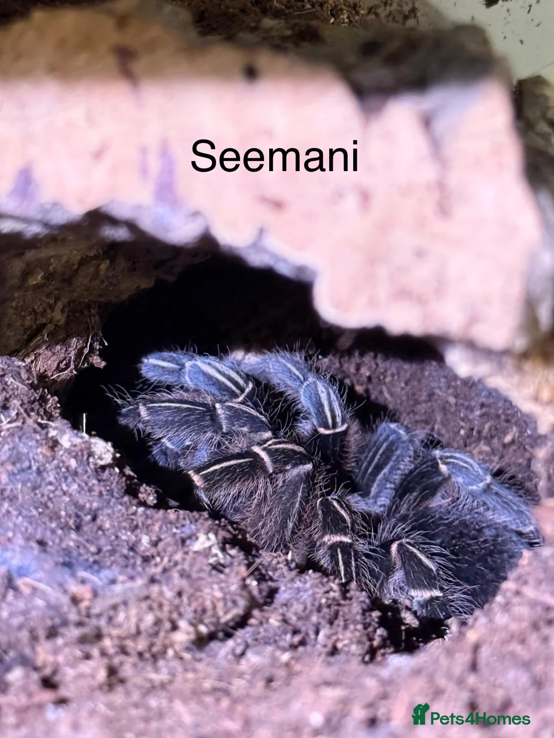 Tarantulas invertebrates for sale: Tarantulas with enclosures 4 sale. Collection Only - Advert 3