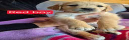 Golden Retriever dogs for sale: KC registered golden retriever puppies - Advert 10