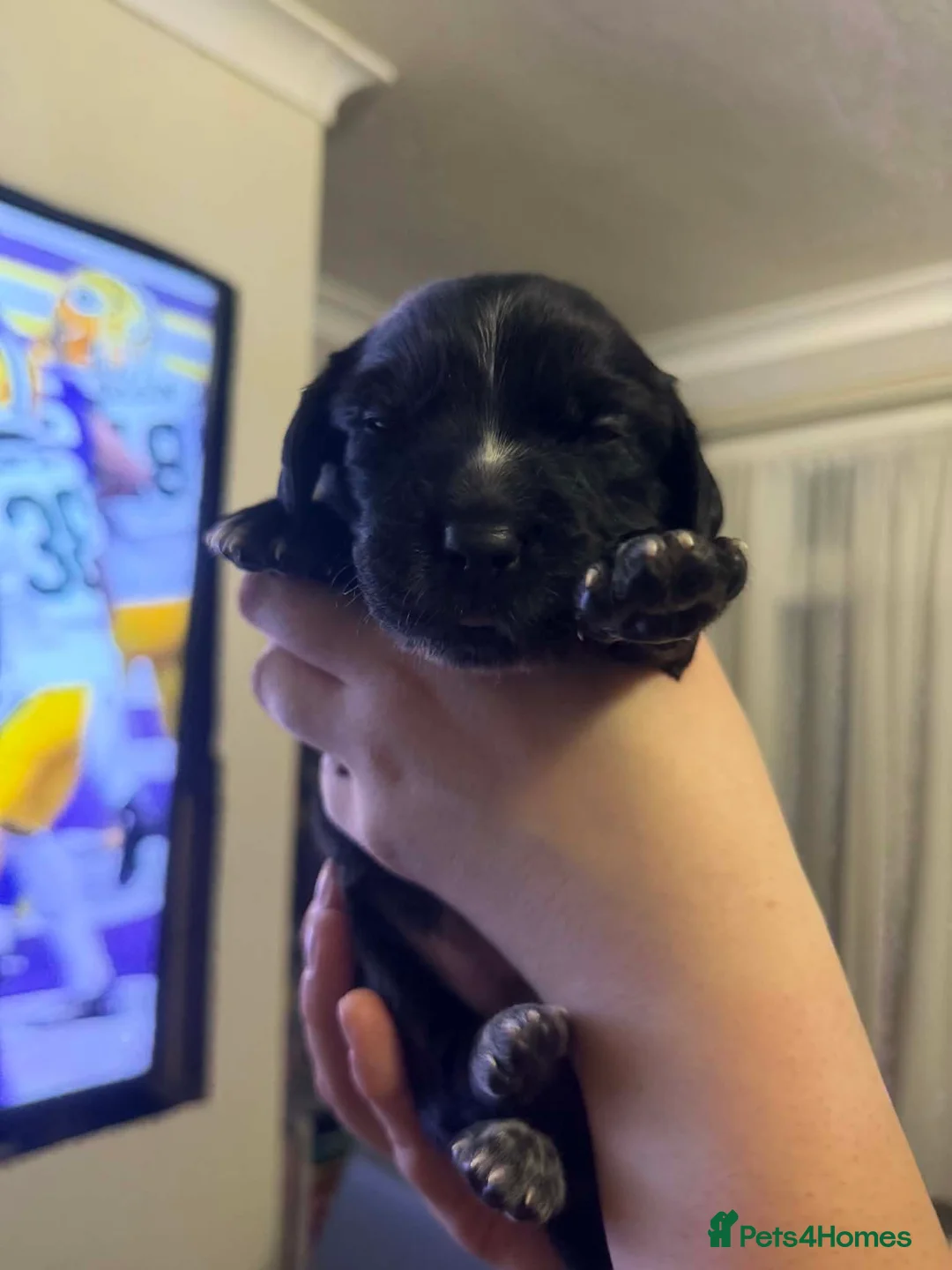 Bocker dogs for sale: Bocker puppies  - Advert 3