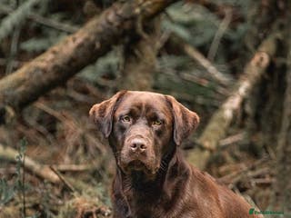 Labrador Retriever dogs proven health tested chocolate Labrador for stud in Abertillery - Advert 21