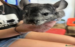 Chinchilla rodents for sale: Super friendly Chinchilla’s  - Image 2
