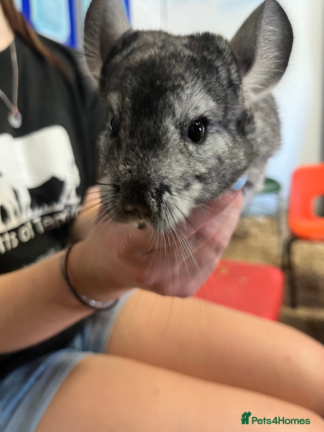 Chinchilla rodents for sale: Super friendly Chinchilla’s  - Image 2