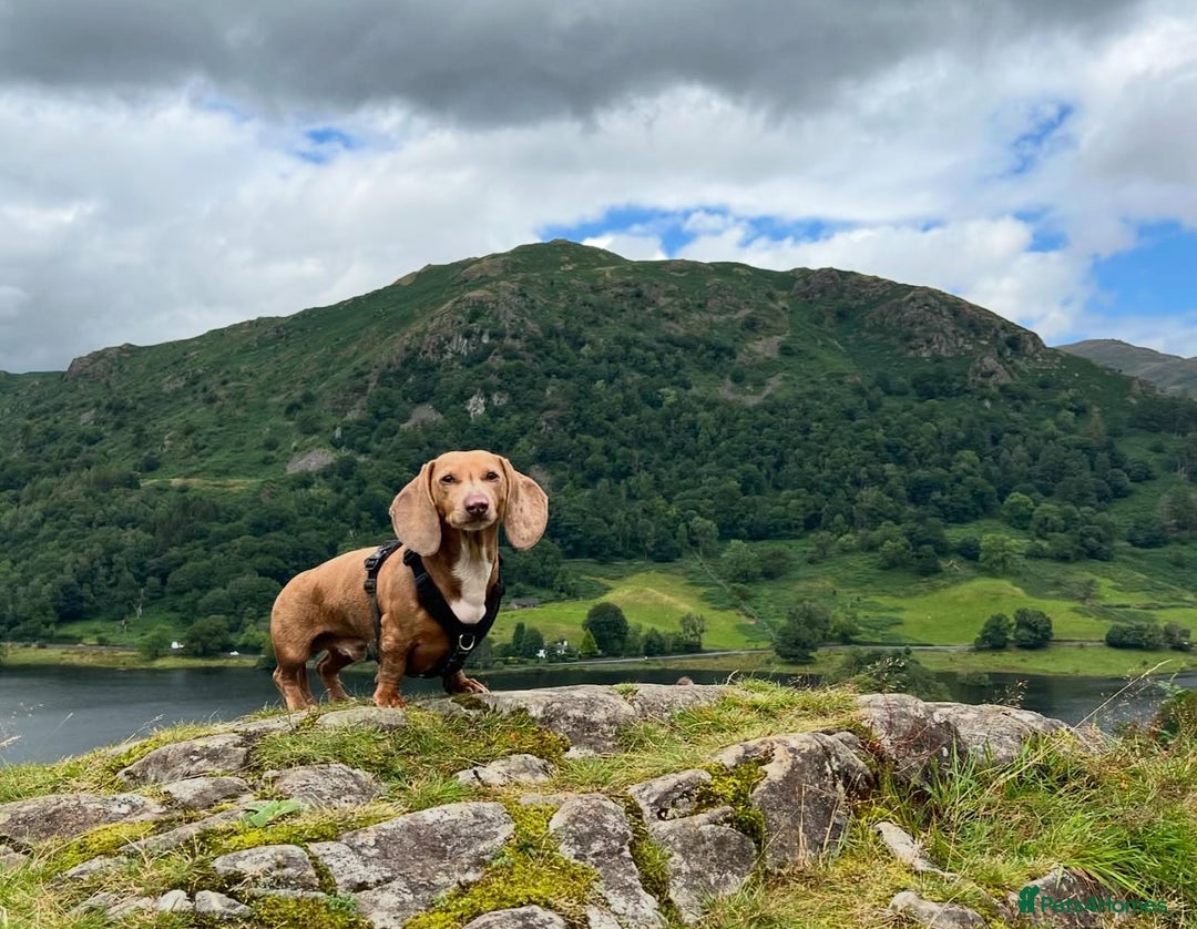 Miniature Dachshund dogs for sale: 1 Beautiful Kc reg Girl 💗 needs rehoming  - Advert 19