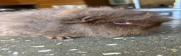 Guinea Pig rodents for sale: Sold Beautiful Swiss guinea pig brothers - Advert 6
