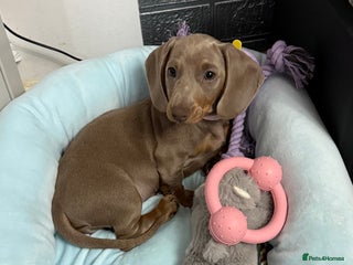 Miniature Dachshund dogs - Advert 29