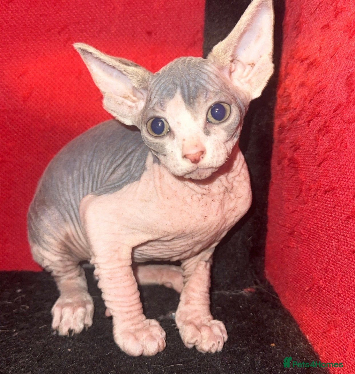 Mixed Breed cats Sphynx mixed with American curl - Advert 7