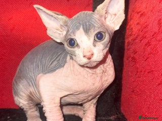 Mixed Breed cats Sphynx mixed with American curl - Advert 18