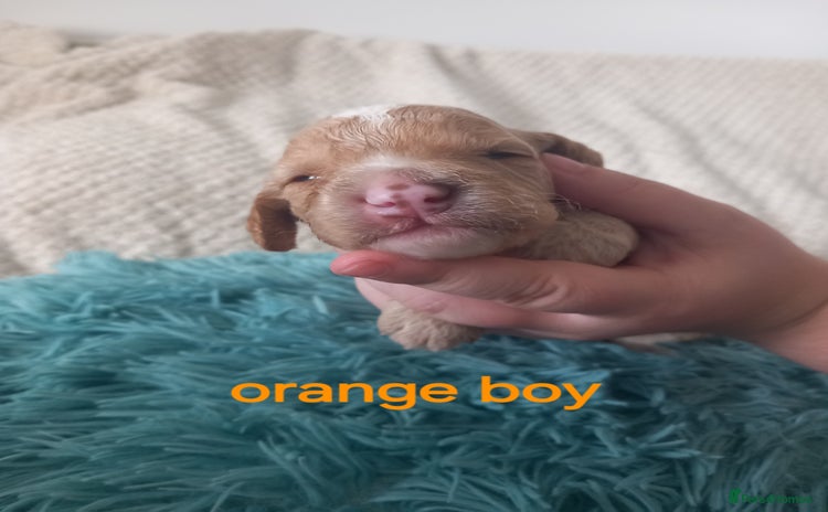Cockapoo dogs - Advert 15