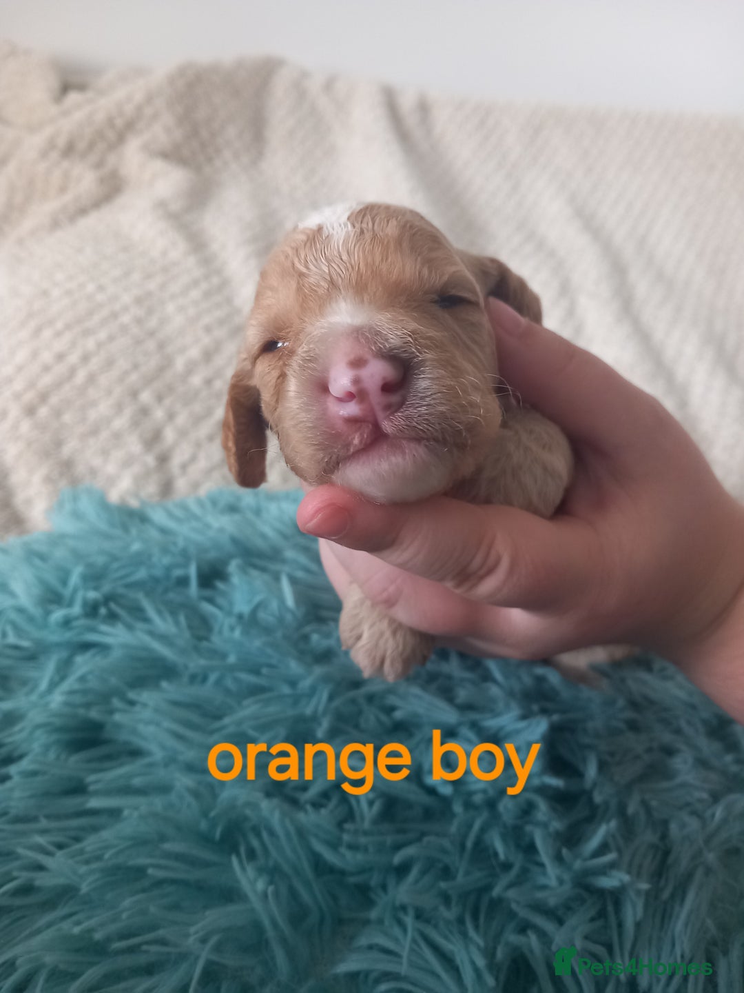 Cockapoo dogs for sale: Cockerpoo puppies  - Image 1