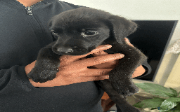 Labrador Retriever dogs for sale: Beautiful Labrador Puppies (4 boys 4 girls) in Wishaw - Image 13
