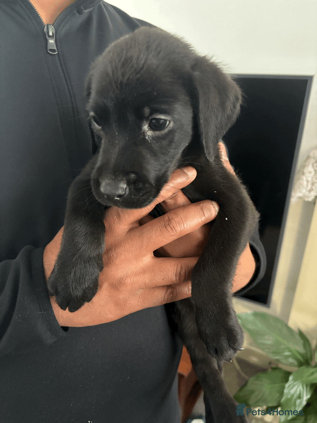 Labrador Retriever dogs for sale: Beautiful Labrador Puppies (4 boys 4 girls) in Wishaw - Image 13