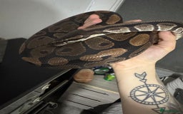 Python Snake reptiles for sale: Male Royal python  - Image 2