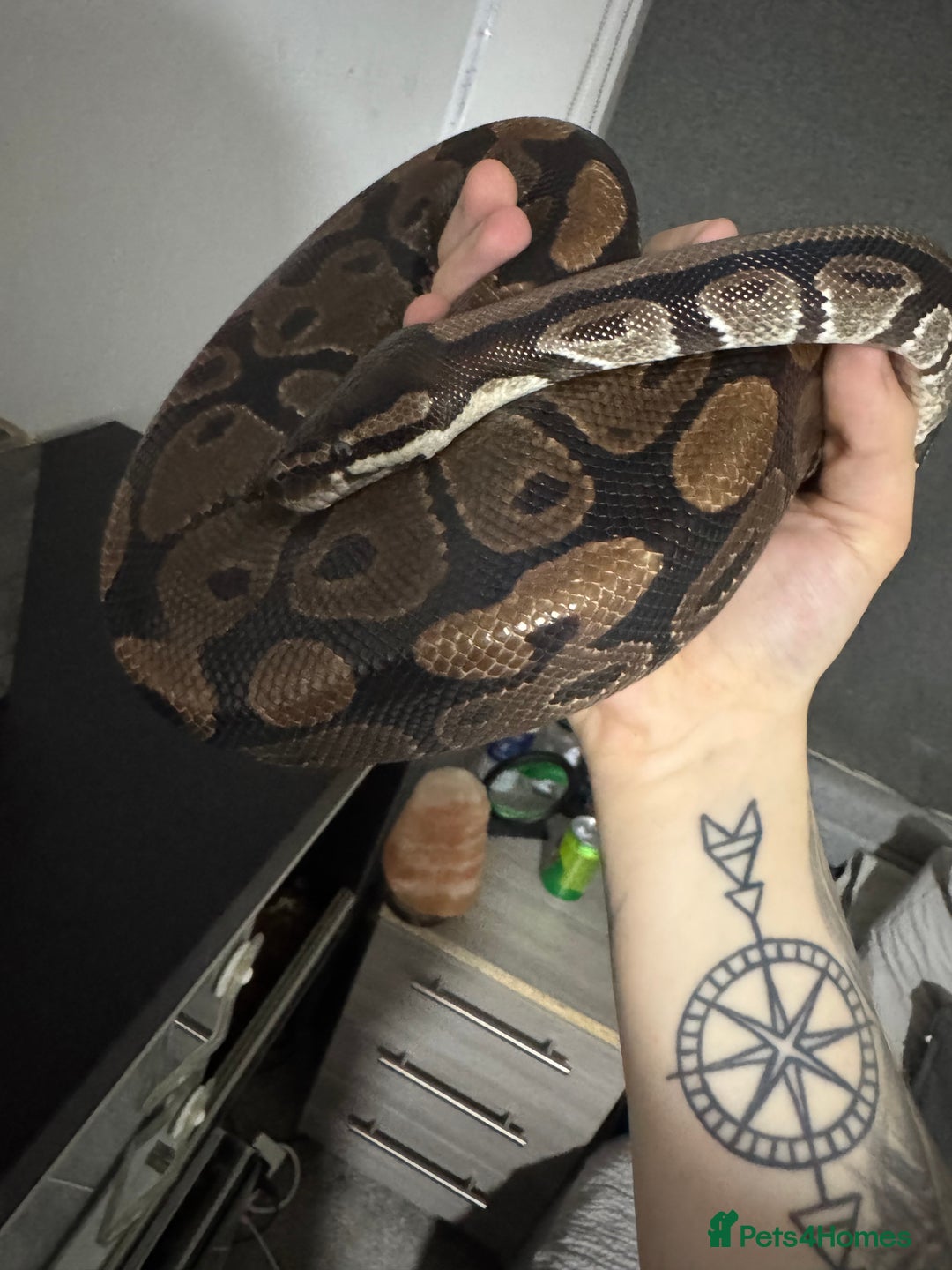 Python Snake reptiles for sale: Male Royal python  - Image 2
