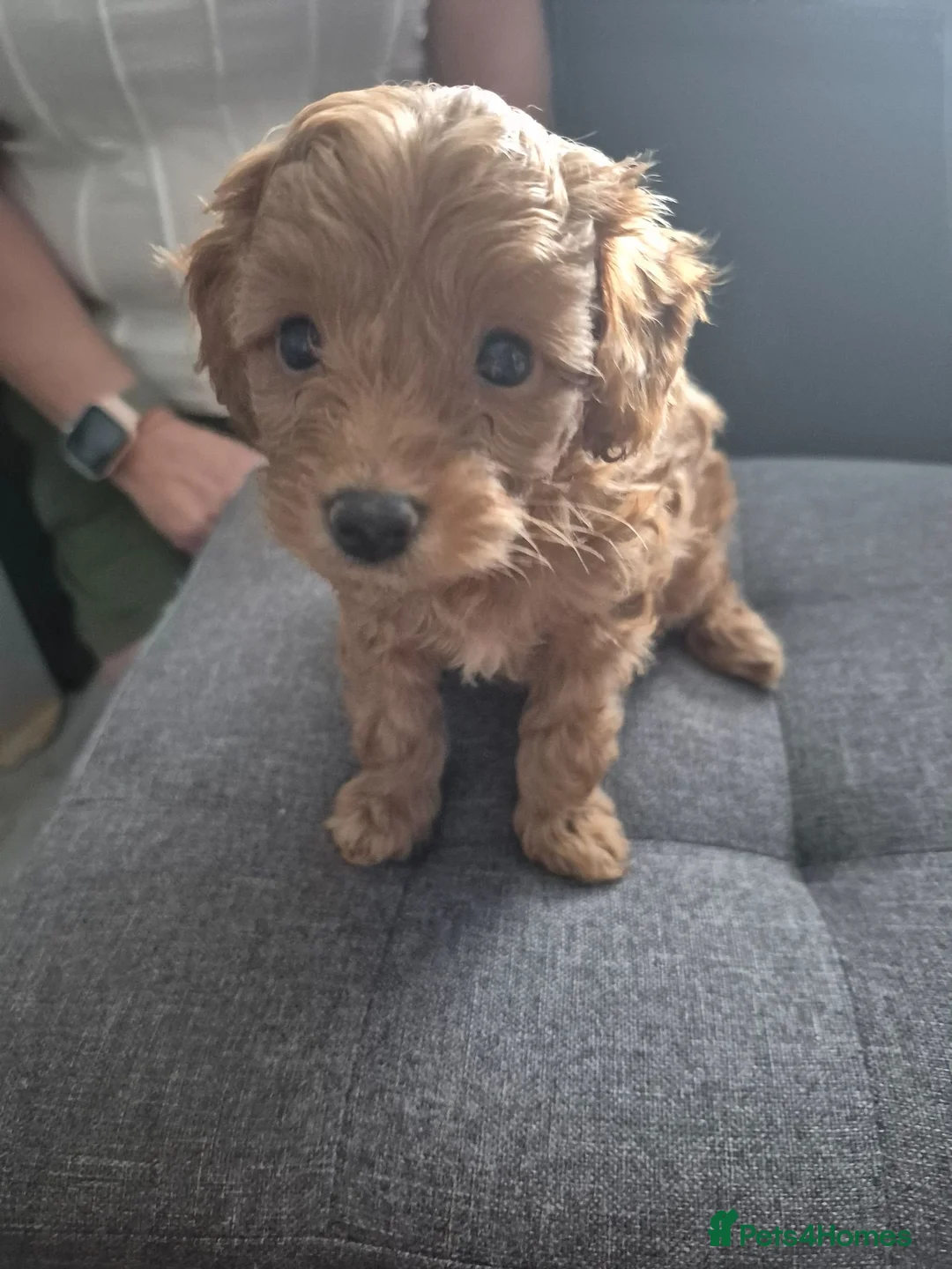 Yorkiepoo dogs for sale: Yorkiepoo Puppies - Advert 15