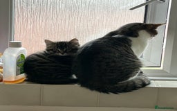 Maine Coon cats for sale: Fluffy female white black tabby male - Image 5