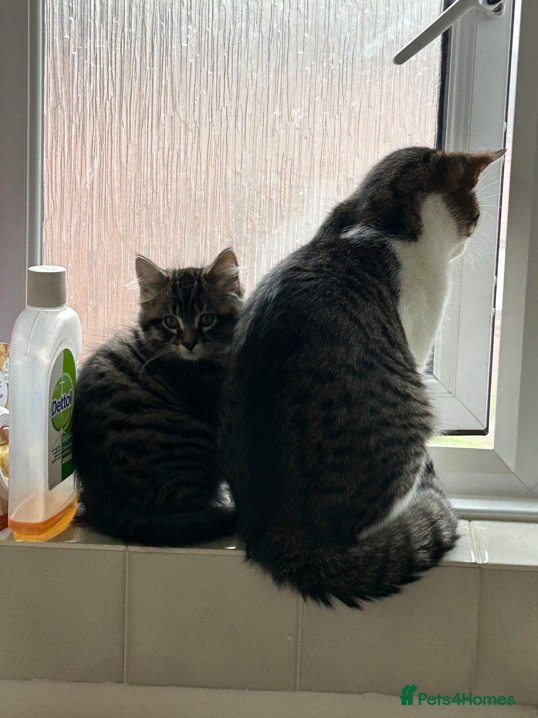 Maine Coon cats for sale: Fluffy female white black tabby male - Image 5