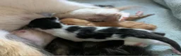 Mixed Breed cats for sale: 6 gorgeous mixed breed kittens - Advert 7