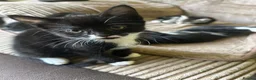 Mixed Breed cats for sale: Cute kittens - Advert 2